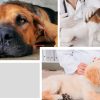 Ante brote de moquillo en Autlán invitan a propietarios de perros a completar sus vacunas