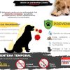 Declaran cuarentena temporal en Plaza Cívica y alrededores por brote de moquillo canino
