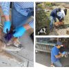 Reporta SADER Jalisco casos de Gusano Barrenador del Ganado en mascotas