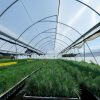 Inauguran ampliación de Vivero Forestal que duplicará su capacidad de producción