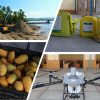 Invierte SADER Jalisco y ASICA más de 3.4 mdp para sanidad vegetal en Costa Sur