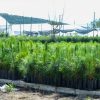 Jalisco se suma a Jornada Nacional de Reforestación, habrá acciones en Sierra de Amula y Costa Sur